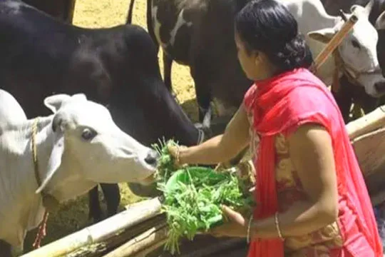 Donation for Animal Care